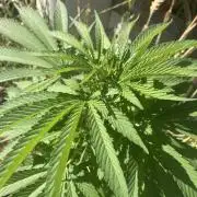 BLUE CHEESE Divine Seeds