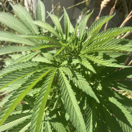 BLUE CHEESE Divine Seeds