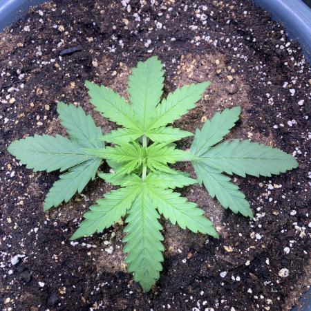 Auto Fractal/ Divine seeds