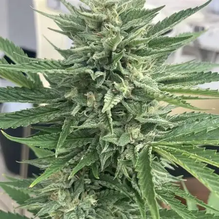 BERRY BONDS balcony grow