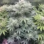 FRESH PRESSED RUNTZ Purple City Genetics