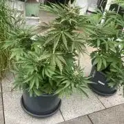 AUTO MOON ROCK Divine Seeds