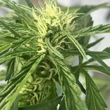 AFBERRY balcony grow