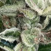 AUTO MOON ROCK Divine Seeds
