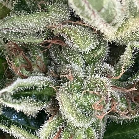 AUTO MOON ROCK Divine Seeds