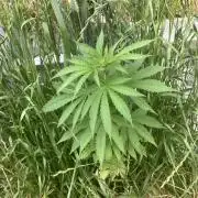BLUE CHEESE Divine Seeds