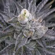 FRESH PRESSED RUNTZ Purple City Genetics