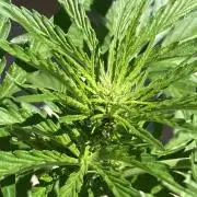 AFBERRY Purple City Genetics
