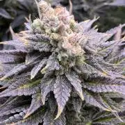 HINDU KUSH Divine Seeds