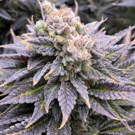 HINDU KUSH Divine Seeds