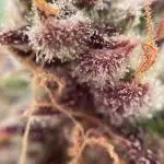 Auto Fractal/ Divine seeds