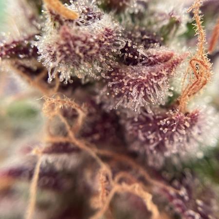 Auto Fractal/ Divine seeds