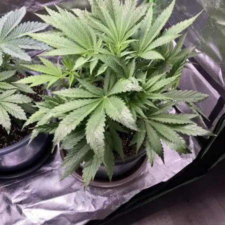 HINDU KUSH Divine Seeds