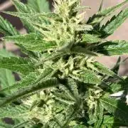AUTO FRACTAL Divine seeds