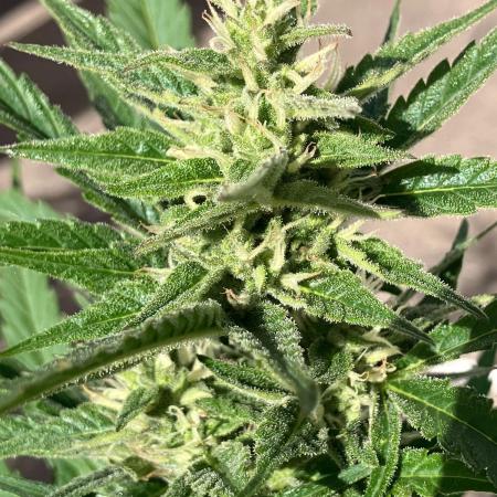 AUTO FRACTAL Divine seeds