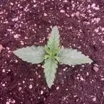 FORBIDDEN BLUEPRINT Purple City Genetics