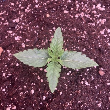 FORBIDDEN BLUEPRINT Purple City Genetics