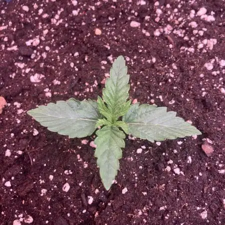 FORBIDDEN BLUEPRINT Purple City Genetics