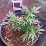 BLACK CHERRY PUNCH cut / Pyramid seeds