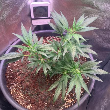 BLACK CHERRY PUNCH cut / Pyramid seeds