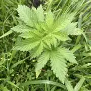 BLUE CHEESE Divine Seeds