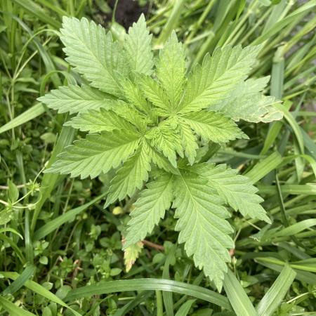 BLUE CHEESE Divine Seeds
