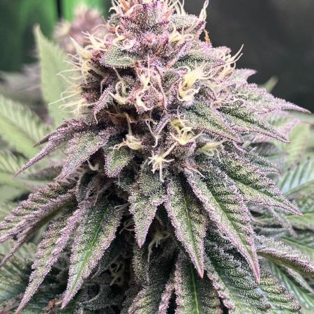 FORBIDDEN BLUEPRINT Purple City Genetics