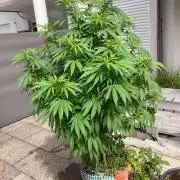 BLUE CHEESE Divine Seeds