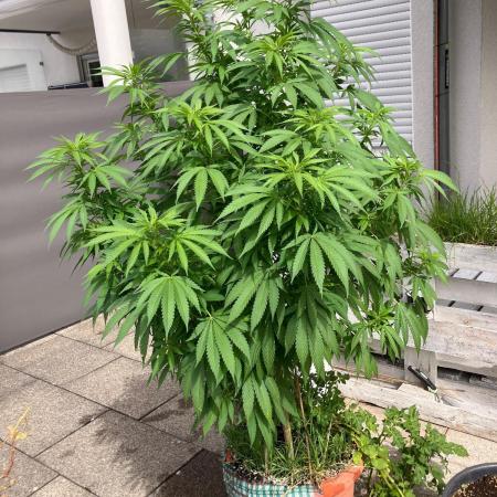 BLUE CHEESE Divine Seeds