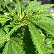 BLUE CHEESE Divine Seeds
