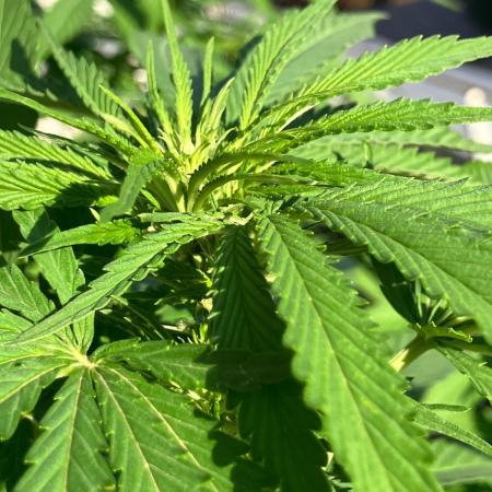 BLUE CHEESE Divine Seeds