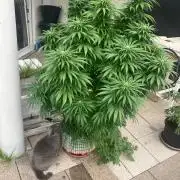BLUE CHEESE Divine Seeds
