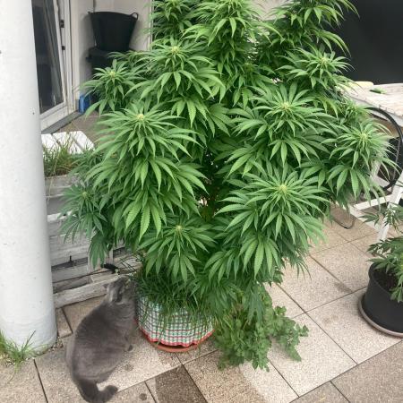 BLUE CHEESE Divine Seeds