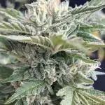 AFBERRY balcony grow