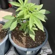 AFBERRY Purple City Genetics