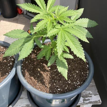 AFBERRY Purple City Genetics