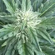 AFBERRY Purple City Genetics