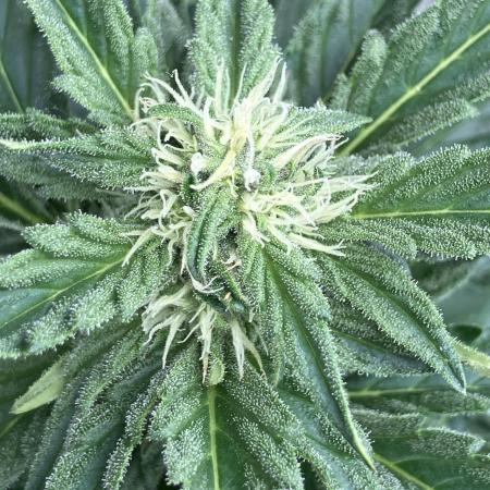 AFBERRY Purple City Genetics