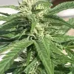 AUTO BIG DEMON/DIVINE SEEDS balcony grow