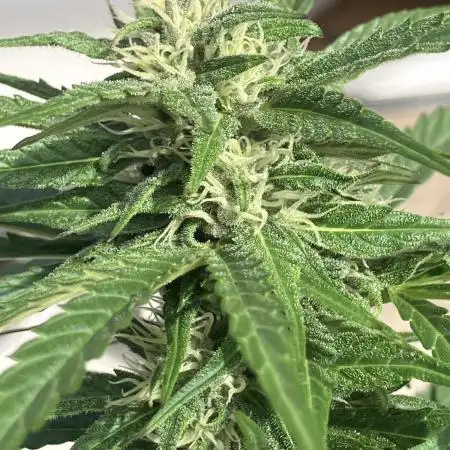 AUTO BIG DEMON/DIVINE SEEDS balcony grow
