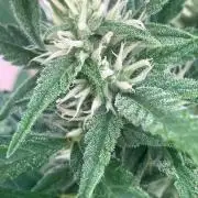 AUTO FRACTAL Divine seeds