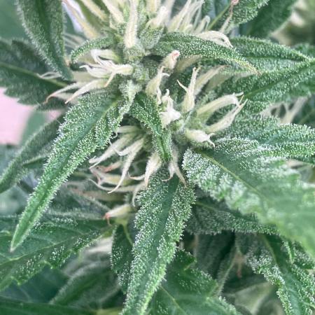 AUTO FRACTAL Divine seeds
