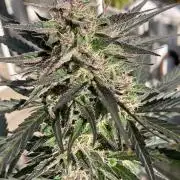 AUTO FRACTAL Divine seeds