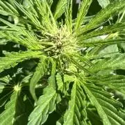 AUTO MOON ROCK Divine Seeds