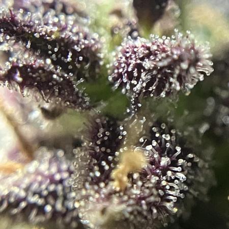 AUTO BIG DEMON/DIVINE SEEDS balcony grow