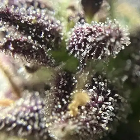AUTO BIG DEMON/DIVINE SEEDS balcony grow