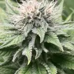 HINDU KUSH Divine Seeds