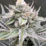 FRESH PRESSED RUNTZ Purple City Genetics