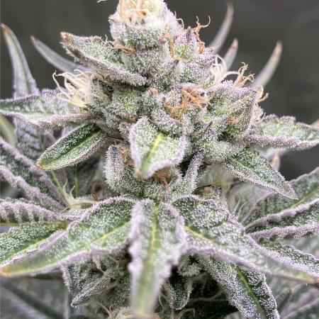 FRESH PRESSED RUNTZ Purple City Genetics