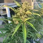 AFBERRY Purple City Genetics